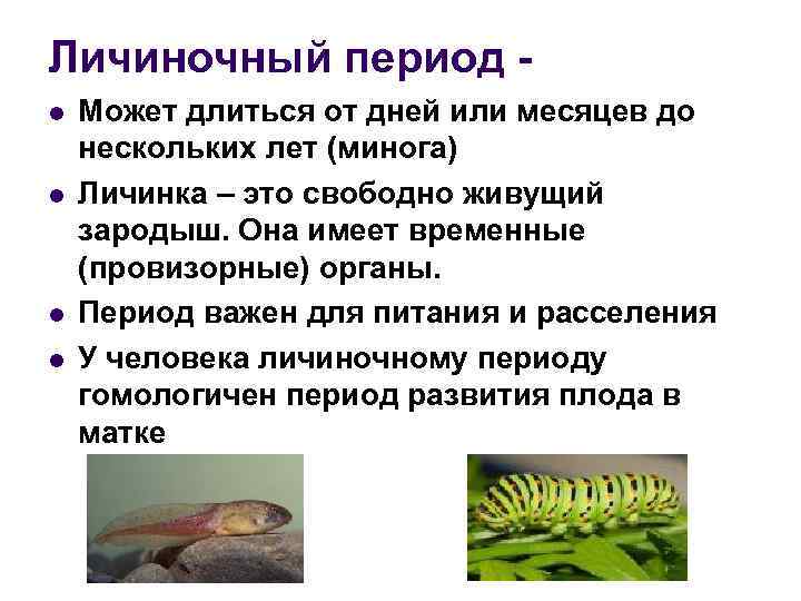 Личиночный период l l Может длиться от дней или месяцев до нескольких лет (минога)