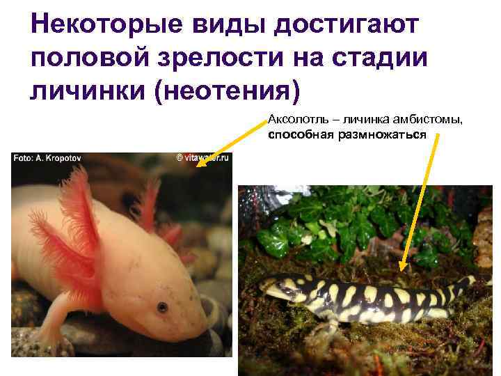 Некоторые виды достигают половой зрелости на стадии личинки (неотения) Аксолотль – личинка амбистомы, способная
