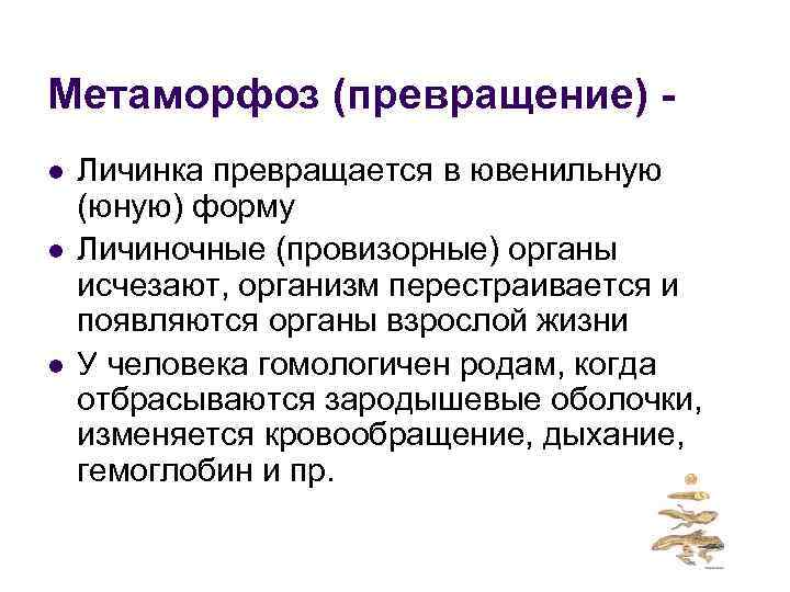 Метаморфоз (превращение) l l l Личинка превращается в ювенильную (юную) форму Личиночные (провизорные) органы