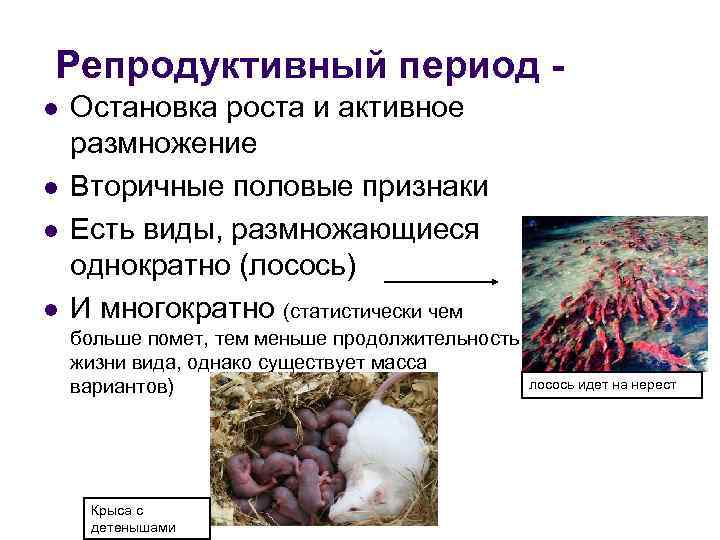 Репродуктивный период l l Остановка роста и активное размножение Вторичные половые признаки Есть виды,
