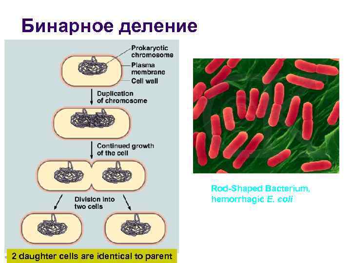 Бинарное деление Rod-Shaped Bacterium, hemorrhagic E. coli 2 daughter cells are identical to parent