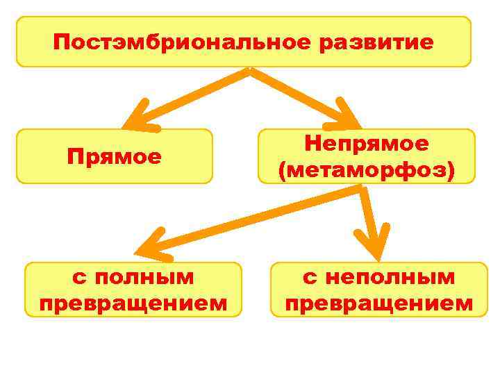 Постэмбриональное развитие Прямое с полным превращением Непрямое (метаморфоз) с неполным превращением 