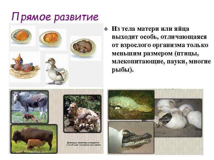 Прямое развитие v Из тела матери или яйца выходит особь, отличающаяся от взрослого организма