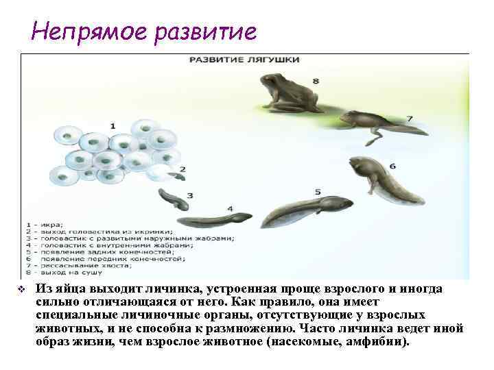 Непрямое развитие v Из яйца выходит личинка, устроенная проще взрослого и иногда сильно отличающаяся