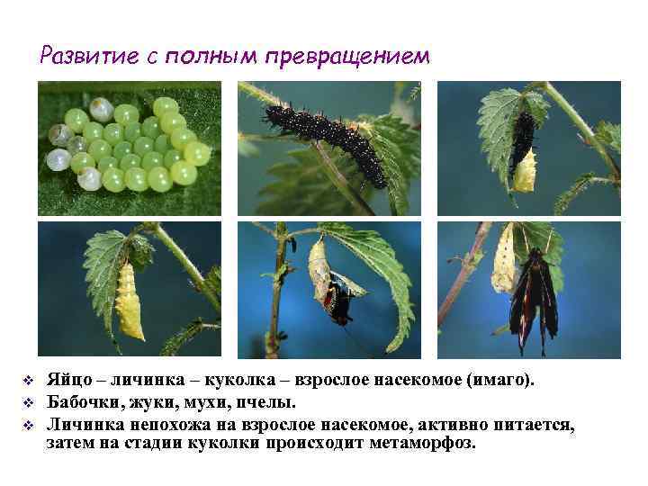 Развитие с полным превращением v v v Яйцо – личинка – куколка – взрослое