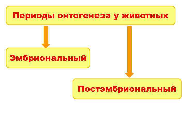 Периоды онтогенеза у животных Эмбриональный Постэмбриональный 