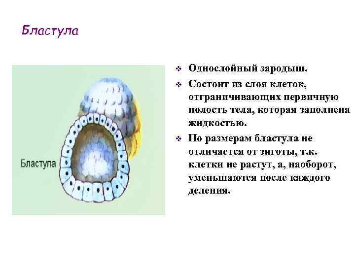 Бластула v v v Однослойный зародыш. Состоит из слоя клеток, отграничивающих первичную полость тела,