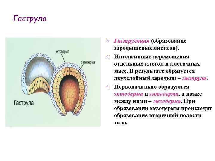 Гаструла v v v Гаструляция (образование зародышевых листков). Интенсивные перемещения отдельных клеток и клеточных