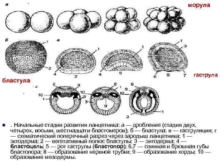 морула бластула l гаструла . Начальные стадии развития ланцетника: а — дробление (стадия двух,