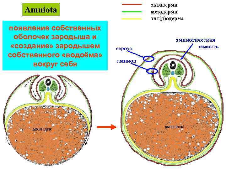 эктодерма мезодерма энт(д)одерма Amniota появление собственных оболочек зародыша и «создание» зародышем собственного «водоёма» вокруг