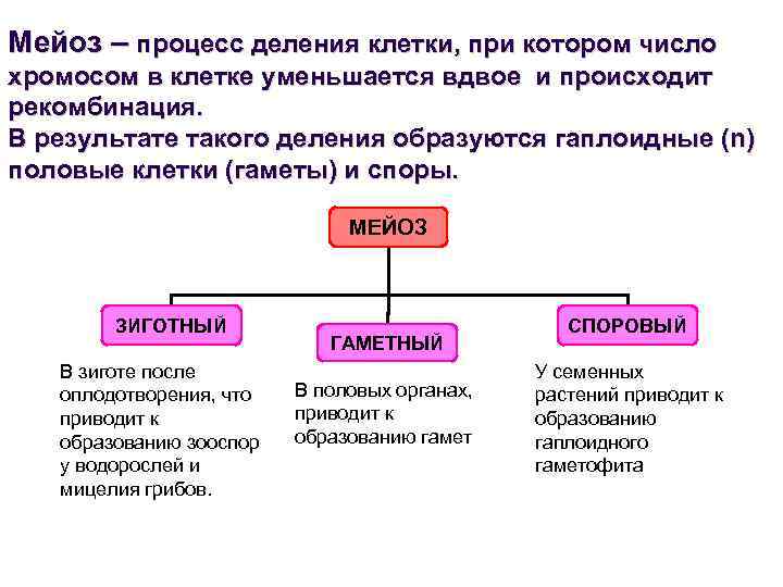 Мейоз – процесс деления клетки, при котором число хромосом в клетке уменьшается вдвое и