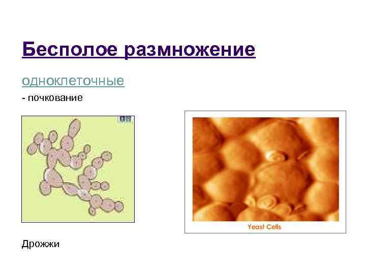 Бесполое размножение одноклеточные - почкование Дрожжи 