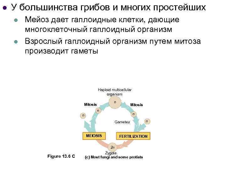 l У большинства грибов и многих простейших l l Мейоз дает гаплоидные клетки, дающие