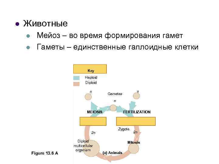 l Животные l l Мейоз – во время формирования гамет Гаметы – единственные гаплоидные