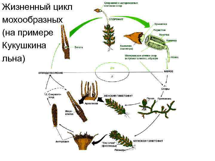 Жизненный цикл мохообразных (на примере Кукушкина льна) 