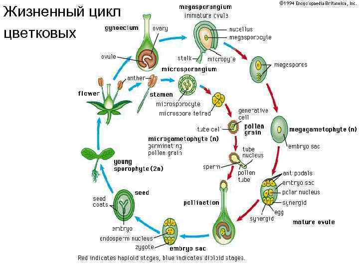 Жизненный цикл цветковых 