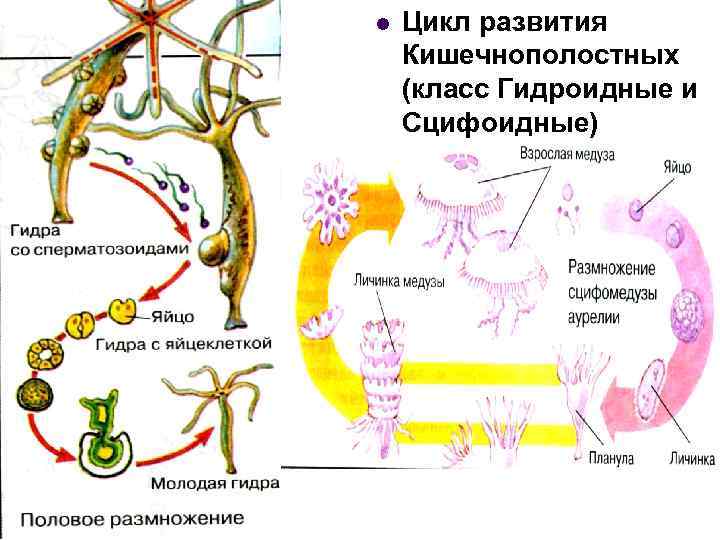 l Цикл развития Кишечнополостных (класс Гидроидные и Сцифоидные) 