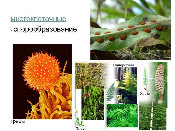 многоклеточные - спорообразование грибы 