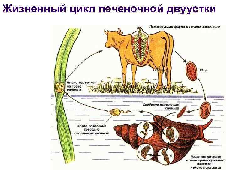 Жизненный цикл печеночной двуустки 