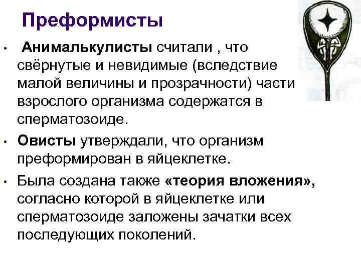 Преформисты • • • Анималькулисты считали , что свёрнутые и невидимые (вследствие малой величины