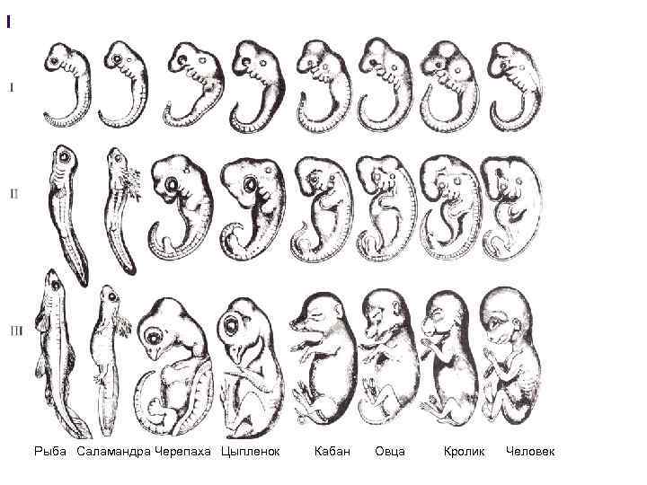 Биогенетический закон Рыба Саламандра Черепаха Цыпленок Кабан Овца Кролик Человек 