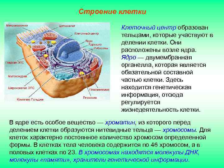 Строение клетки Клеточный центр образован тельцами, которые участвуют в делении клетки. Они расположены возле