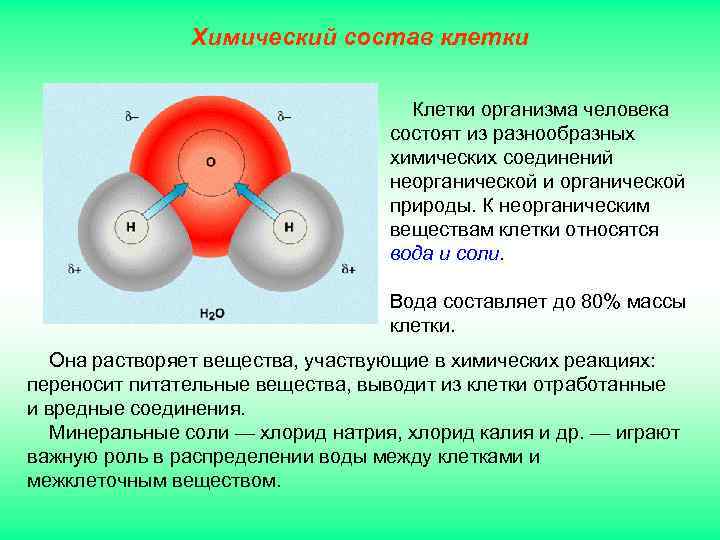 Химический состав клетки Клетки организма человека состоят из разнообразных химических соединений неорганической и органической