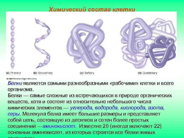 Химический состав клетки Белки являются самыми разнообразными «рабочими» клетки и всего организма. Белки —