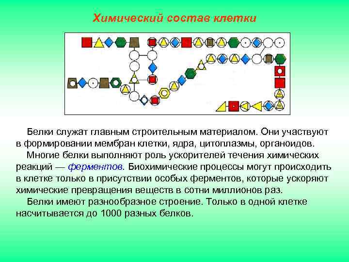 Химический состав клетки Белки служат главным строительным материалом. Они участвуют в формировании мембран клетки,