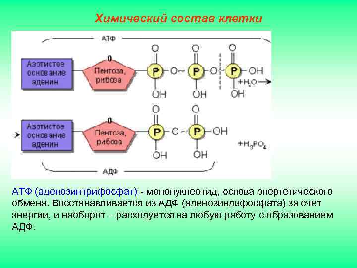 Химический состав клетки АТФ (аденозинтрифосфат) - мононуклеотид, основа энергетического обмена. Восстанавливается из АДФ (аденозиндифосфата)