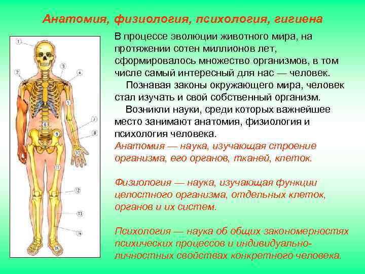 Анатомия, физиология, психология, гигиена В процессе эволюции животного мира, на протяжении сотен миллионов лет,