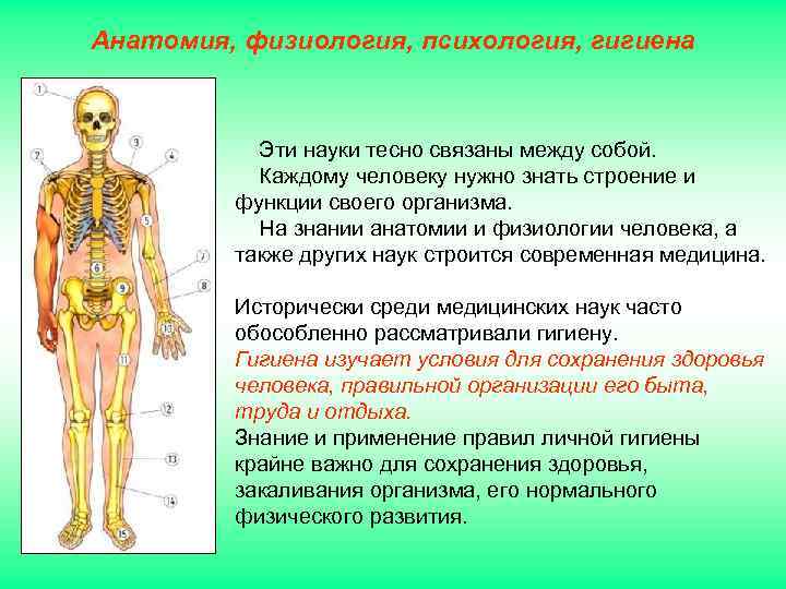 Анатомия, физиология, психология, гигиена Эти науки тесно связаны между собой. Каждому человеку нужно знать