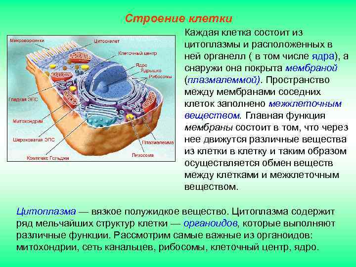 Строение клетки Каждая клетка состоит из цитоплазмы и расположенных в ней органелл ( в