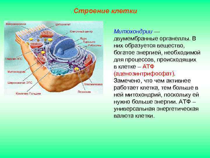 Строение клетки Митохондрии — двумембранные органеллы. В них образуется вещество, богатое энергией, необходимой для