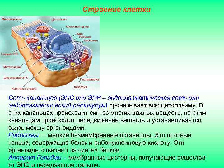 Строение клетки Сеть канальцев (ЭПС или ЭПР – эндоплазматическая сеть или эндоплазматический ретикулум) пронизывает