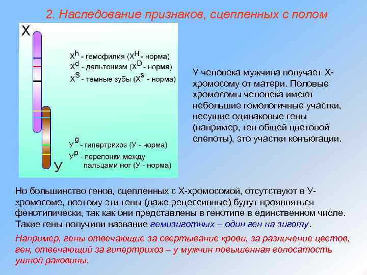 2. Наследование признаков, сцепленных с полом У человека мужчина получает Ххромосому от матери. Половые