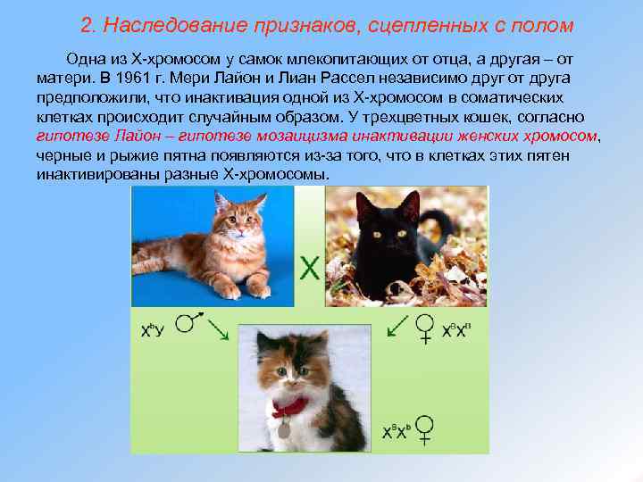 2. Наследование признаков, сцепленных с полом Одна из Х-хромосом у самок млекопитающих от отца,