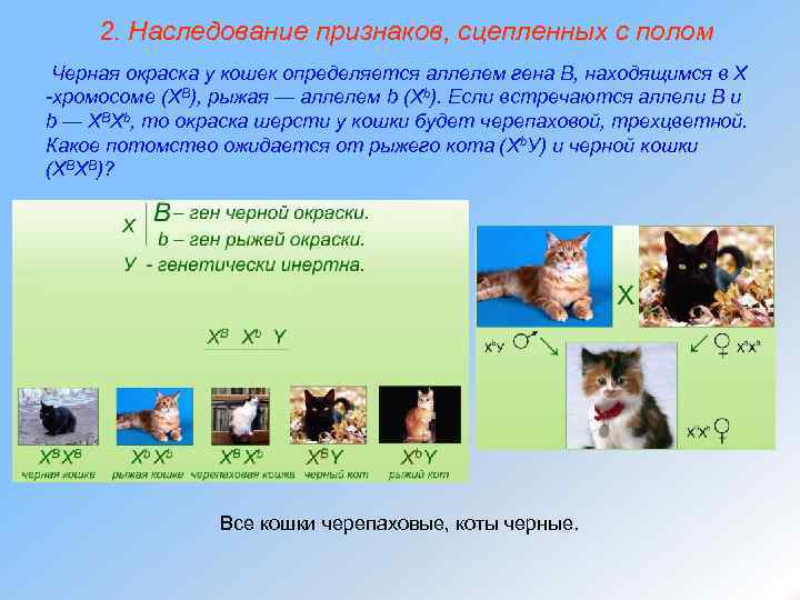 2. Наследование признаков, сцепленных с полом Черная окраска у кошек определяется аллелем гена В,