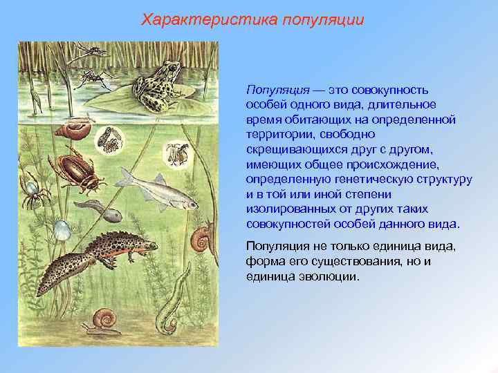 Характеристика популяции Популяция — это совокупность особей одного вида, длительное время обитающих на определенной