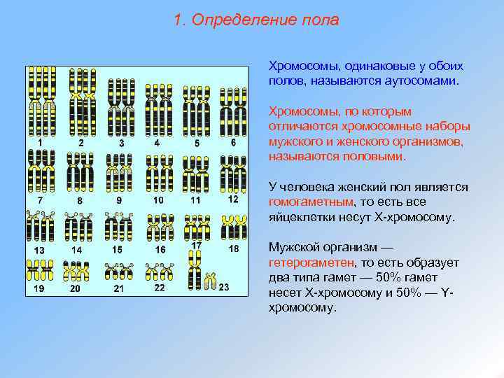 1. Определение пола Хромосомы, одинаковые у обоих полов, называются аутосомами. Хромосомы, по которым отличаются