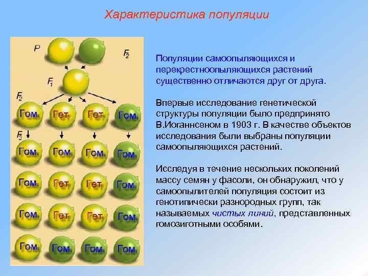 Характеристика популяции Популяции самоопыляющихся и перекрестноопыляющихся растений существенно отличаются друг от друга. Впервые исследование