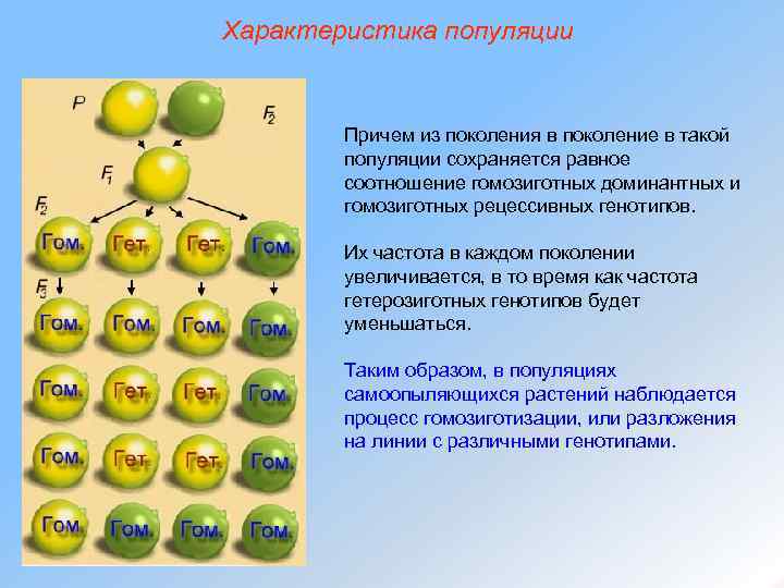 Характеристика популяции Причем из поколения в поколение в такой популяции сохраняется равное соотношение гомозиготных