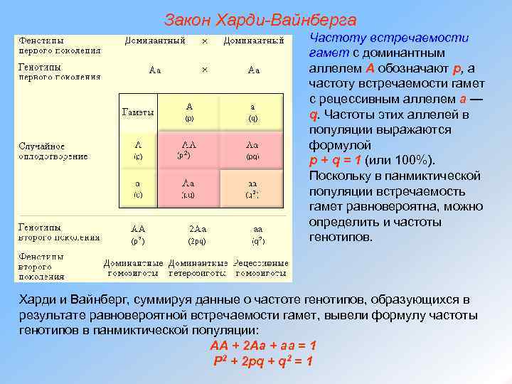 Закон Харди-Вайнберга Частоту встречаемости гамет с доминантным аллелем А обозначают p, а частоту встречаемости