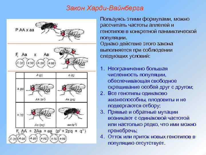 Закон Харди-Вайнберга Пользуясь этими формулами, можно рассчитать частоты аллелей и генотипов в конкретной панмиктической