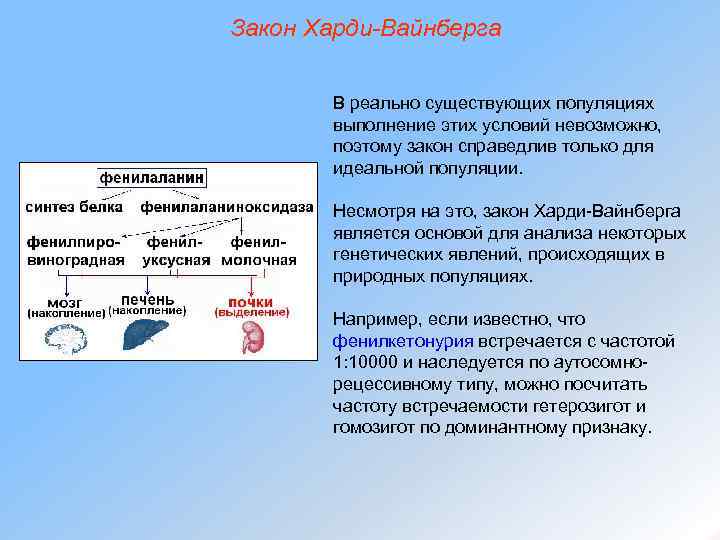 Закон Харди-Вайнберга В реально существующих популяциях выполнение этих условий невозможно, поэтому закон справедлив только