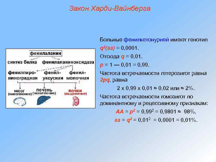 Закон Харди-Вайнберга Больные фенилкетонурией имеют генотип q 2(аа) = 0, 0001. Отсюда q =