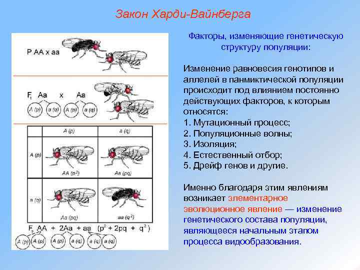 Закон Харди-Вайнберга Факторы, изменяющие генетическую структуру популяции: Изменение равновесия генотипов и аллелей в панмиктической