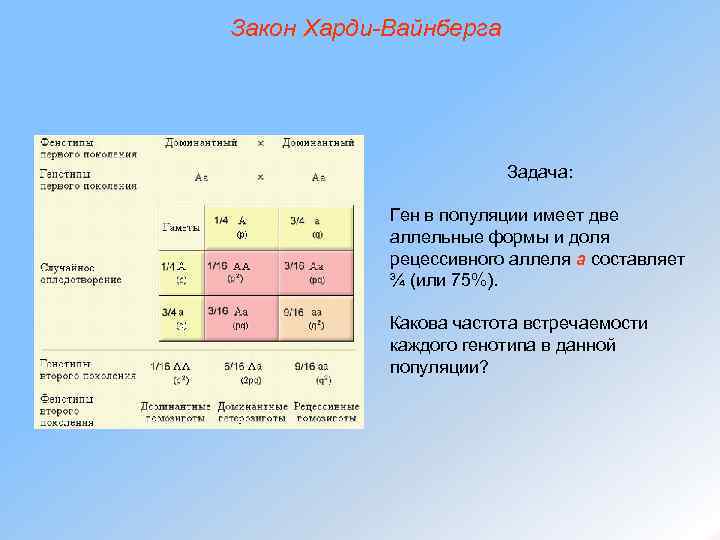 Закон Харди-Вайнберга Задача: Ген в популяции имеет две аллельные формы и доля рецессивного аллеля
