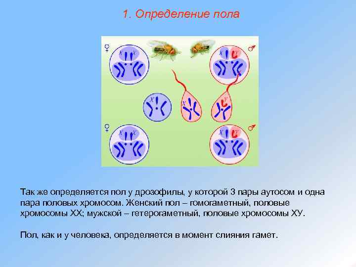 1. Определение пола Так же определяется пол у дрозофилы, у которой 3 пары аутосом
