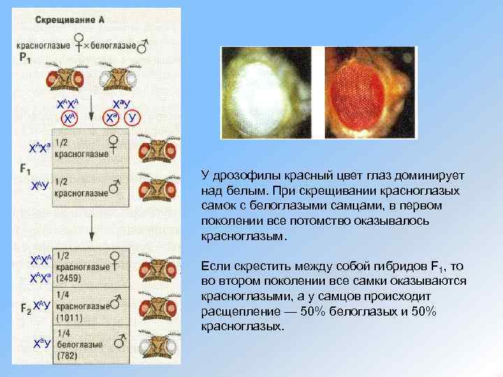 У дрозофилы красный цвет глаз доминирует над белым. При скрещивании красноглазых самок с белоглазыми